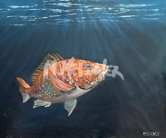 Red Snapper painting