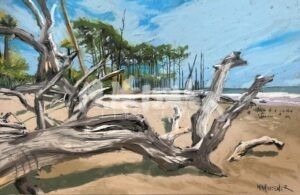 Boneyard at Hunting Island