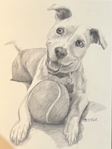 Pencil drawing of a happy dog lying down with a tennis ball in front, looking up with ears perked and mouth slightly open. This delightful scene is an example of Custom Pet Portraits, perfect for capturing your furry friend’s unique personality. The artist's signature is in the bottom right corner.
